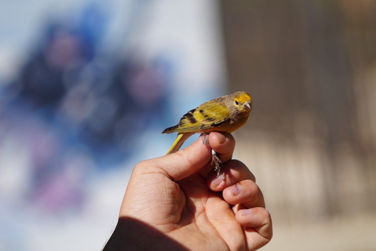 Syrian Serin - ML637594436