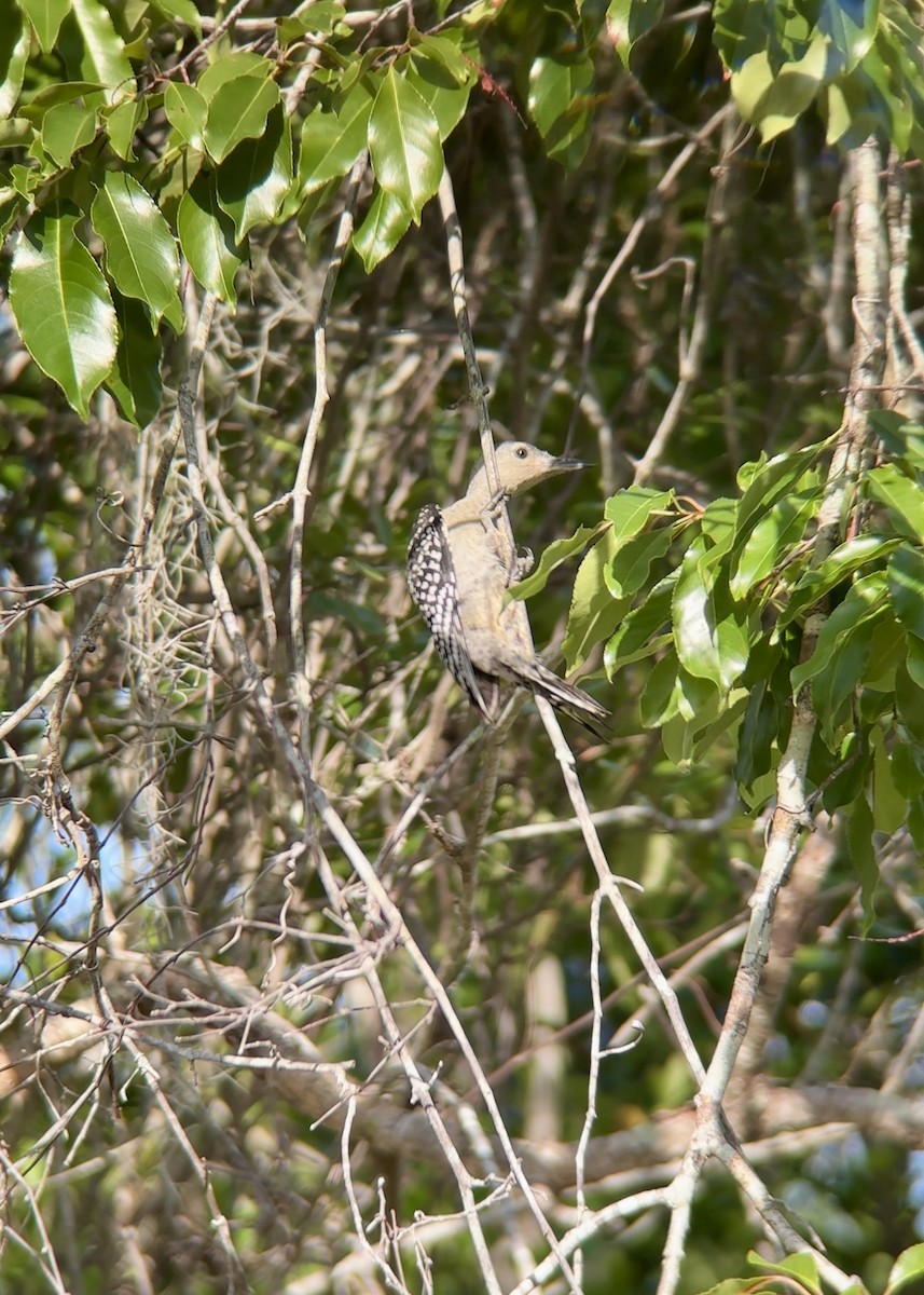 Red-bellied Woodpecker - ML637594454