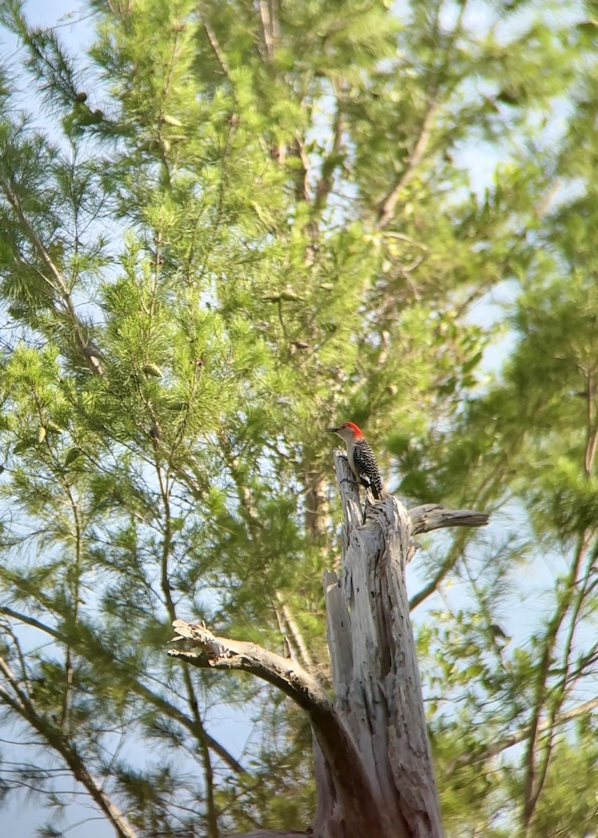 Red-bellied Woodpecker - ML637594455