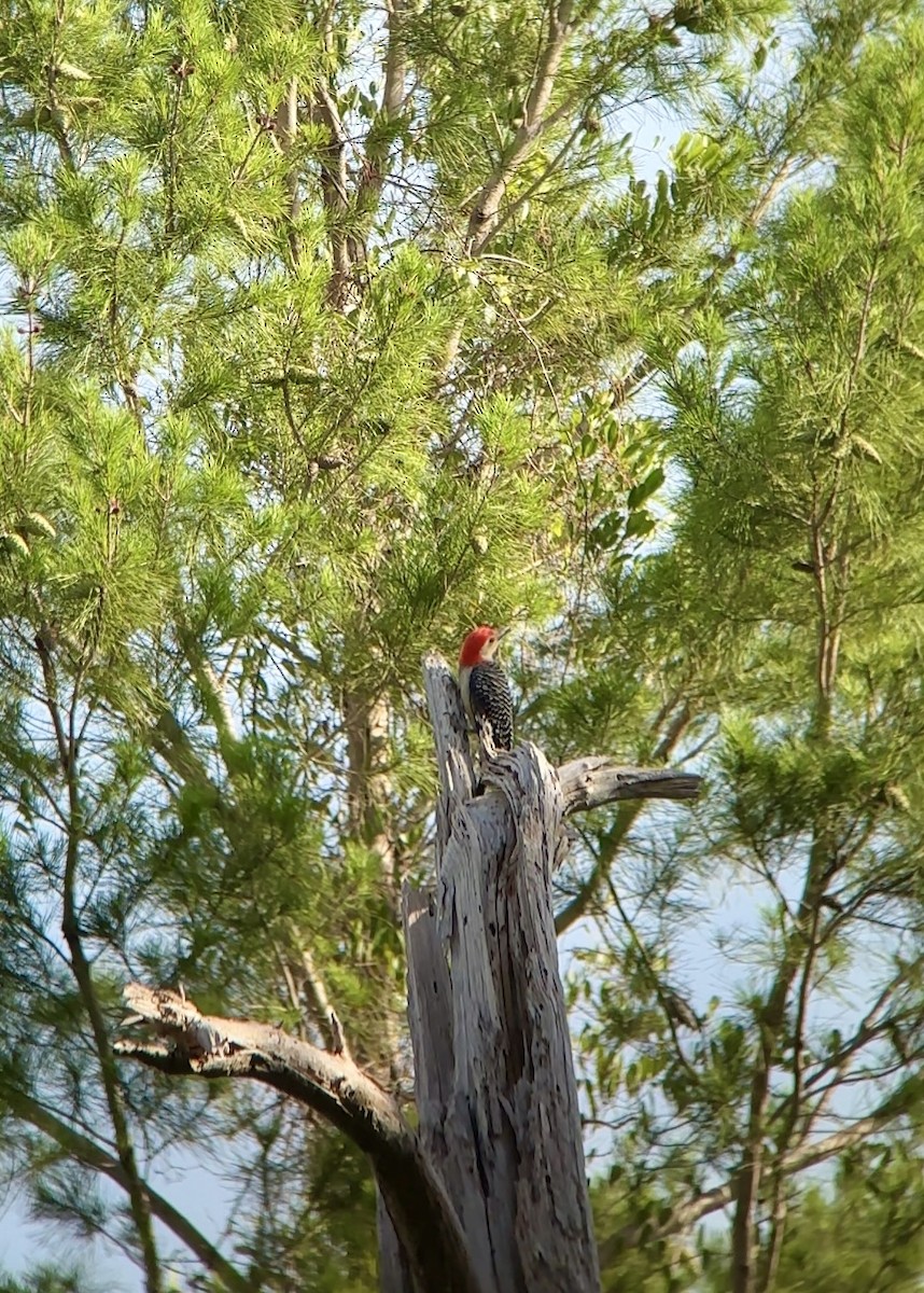 Red-bellied Woodpecker - ML637594456