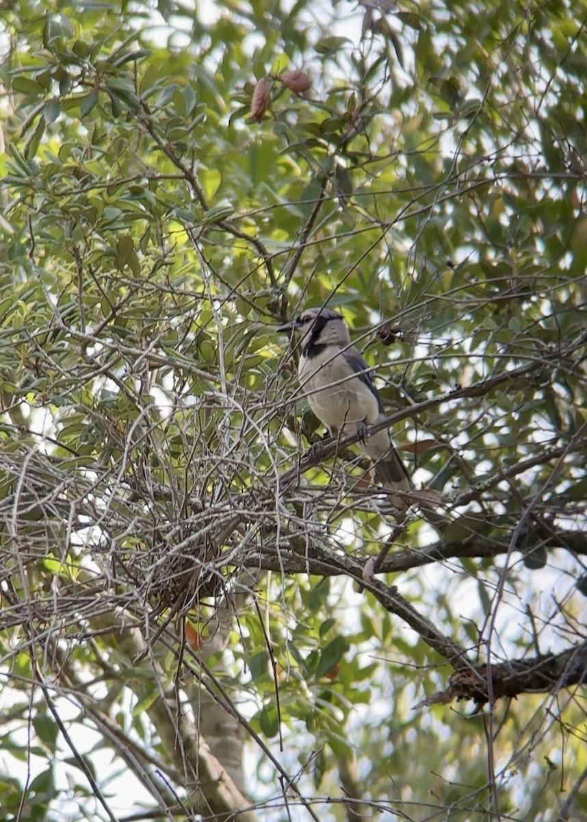Blue Jay - ML637594461
