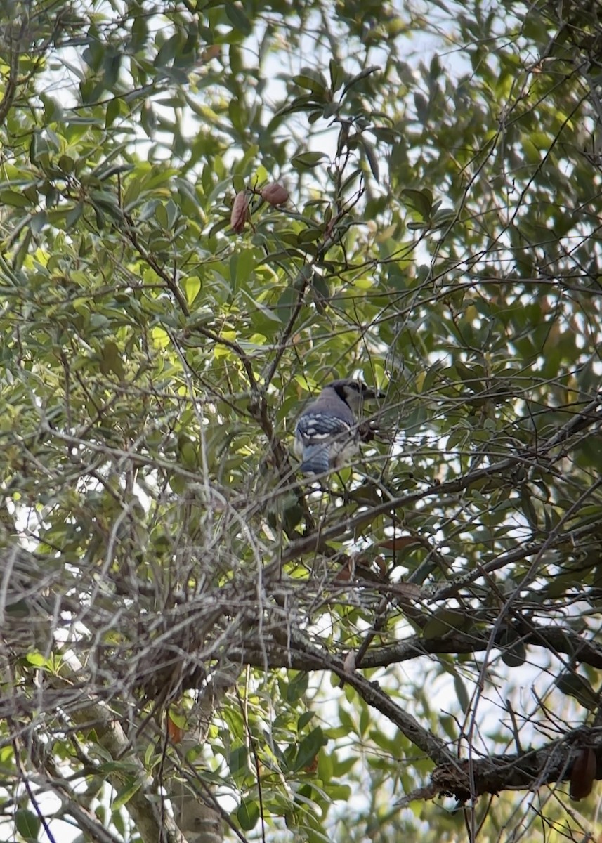 Blue Jay - ML637594462