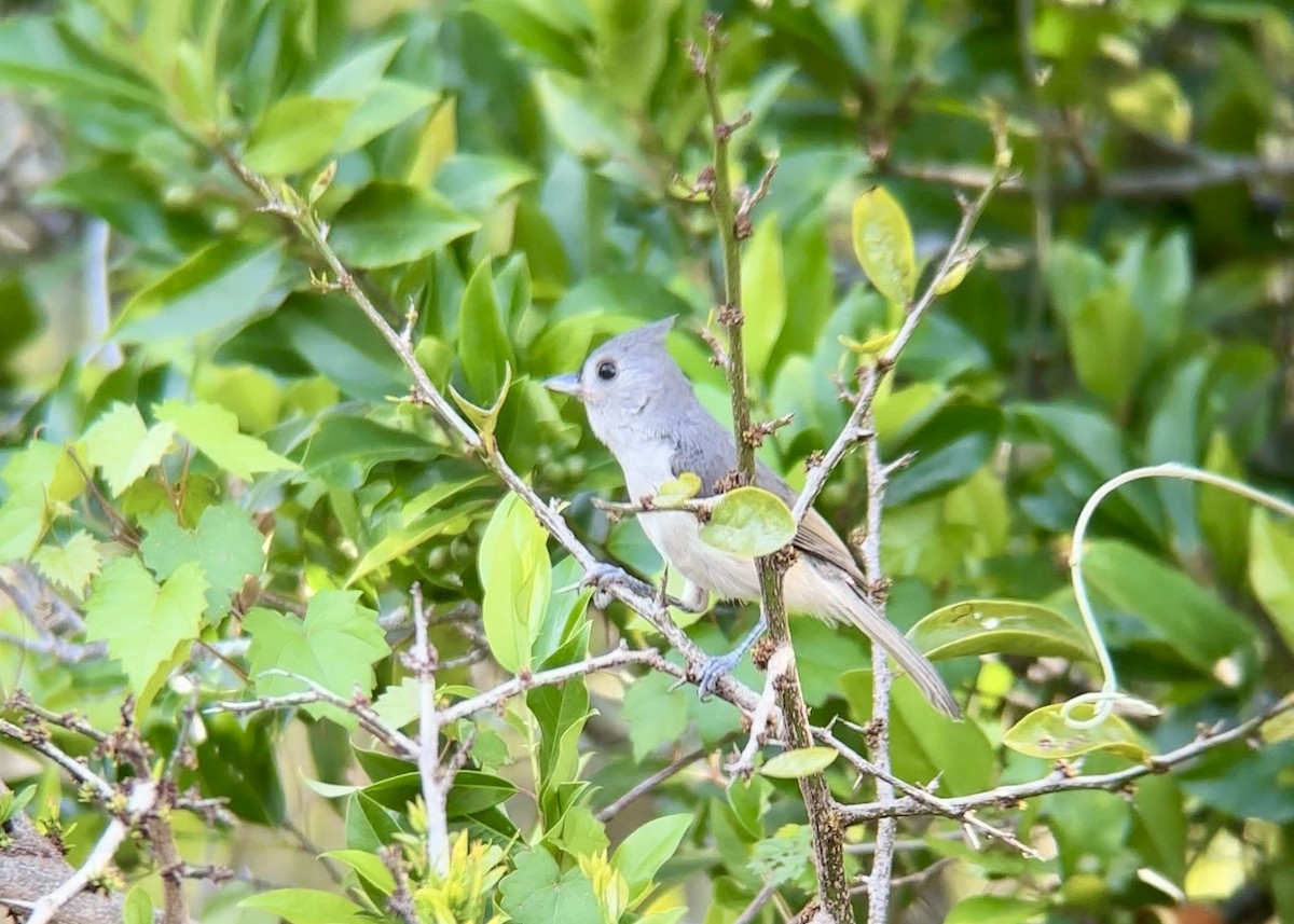 Tufted Titmouse - ML637594474