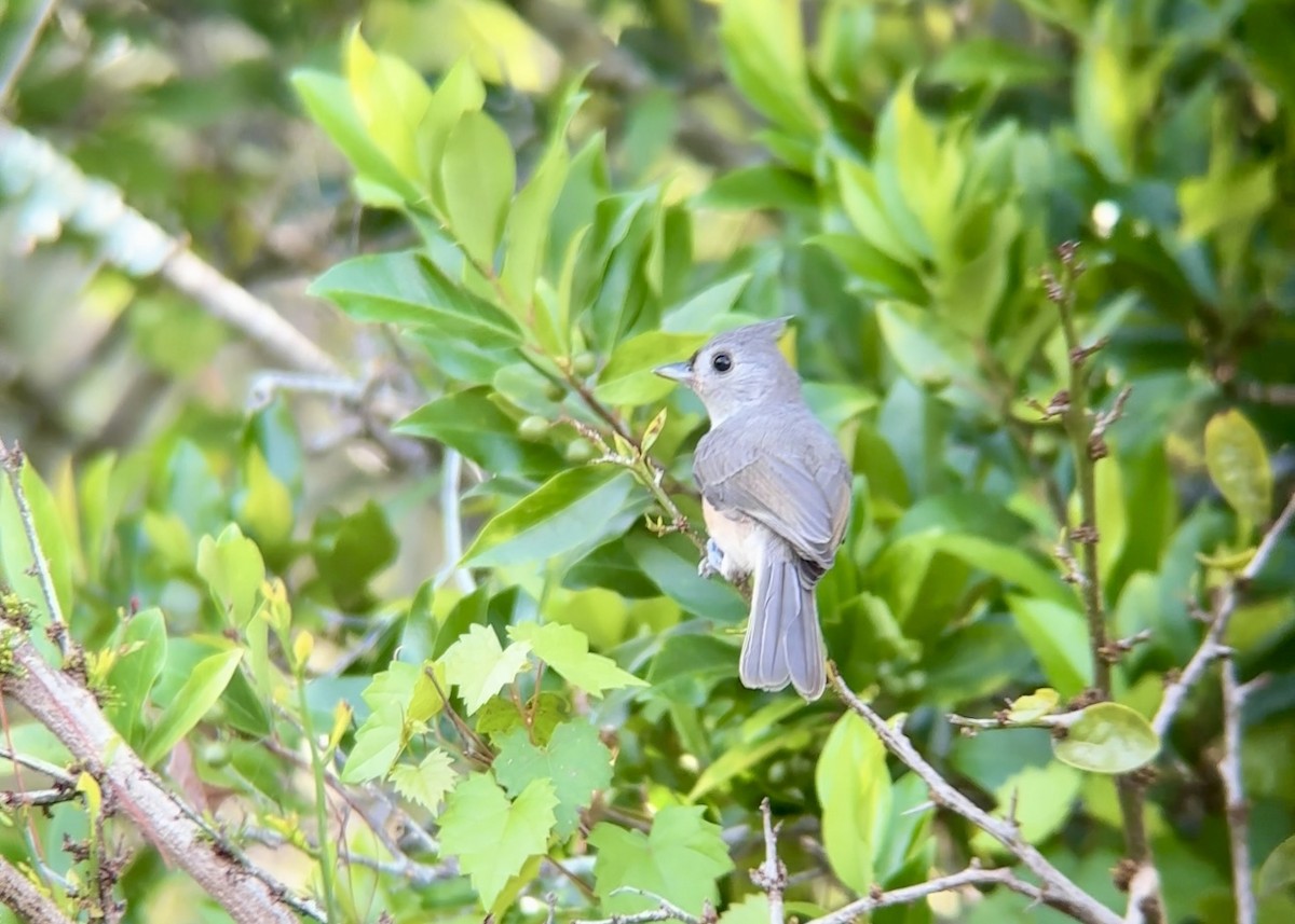 Tufted Titmouse - ML637594475