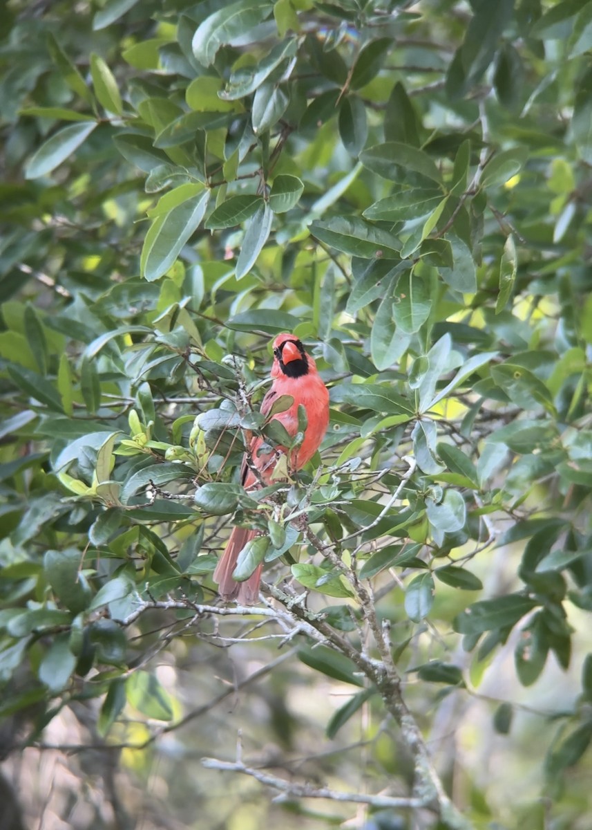 Northern Cardinal - ML637594484
