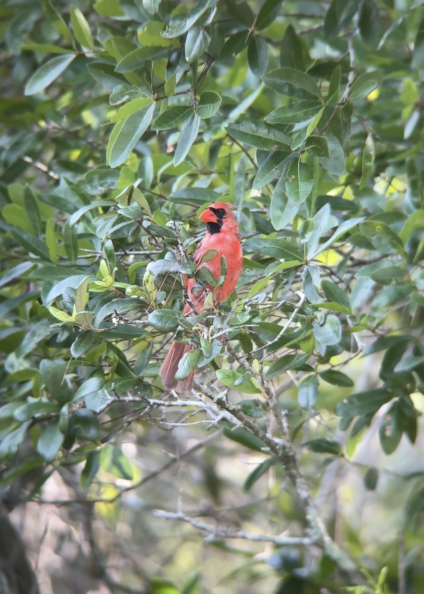 Northern Cardinal - ML637594485
