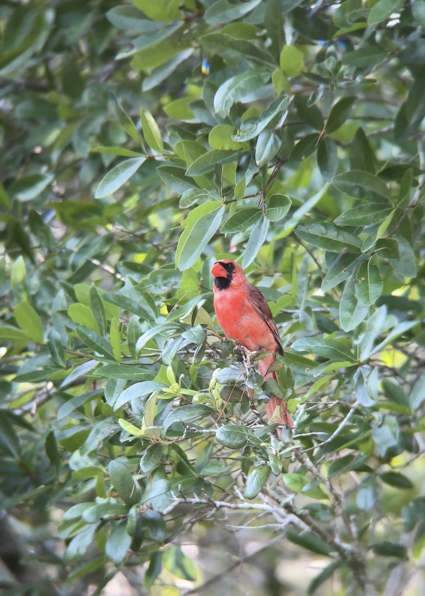 Northern Cardinal - ML637594486