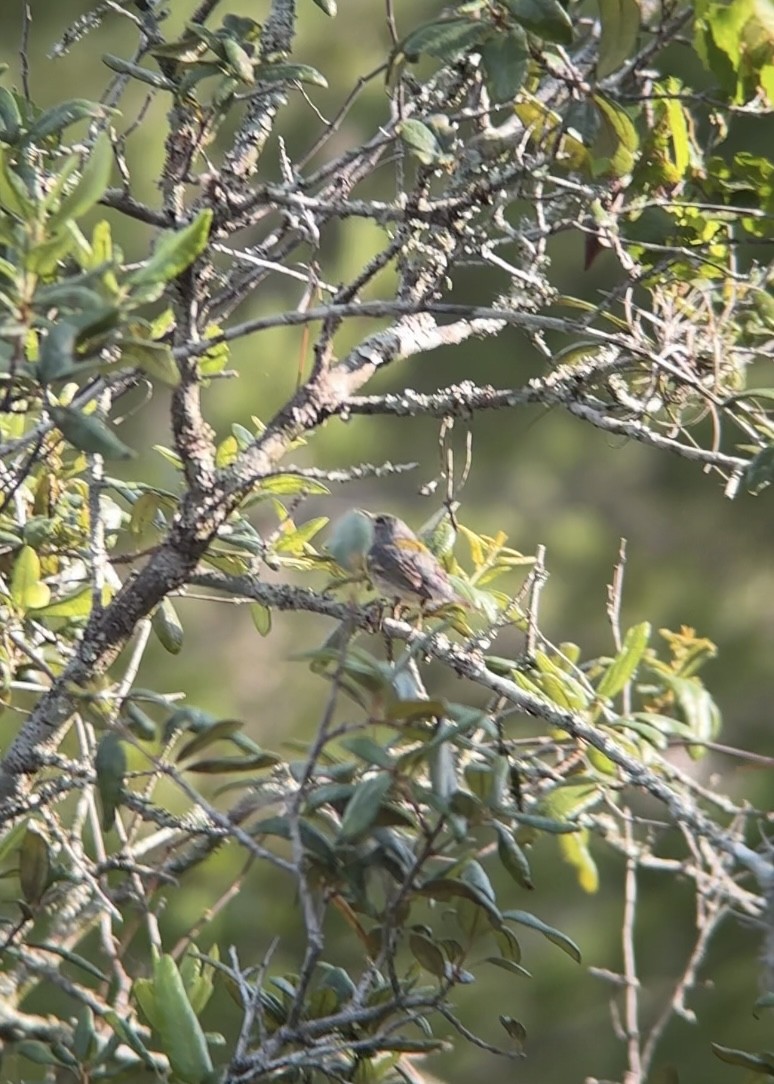 Northern Parula - ML637594514