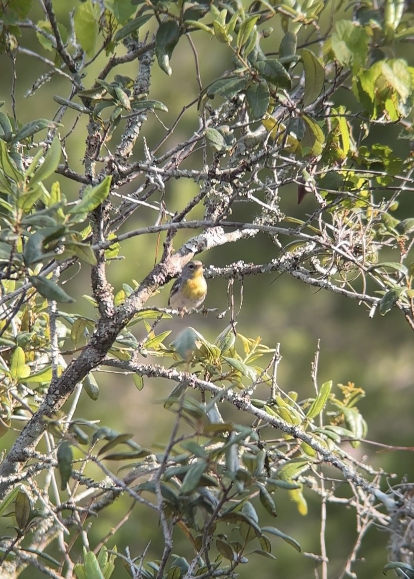 Northern Parula - ML637594515
