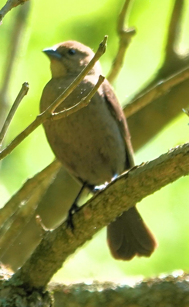 Brown-headed Cowbird - ML637594521