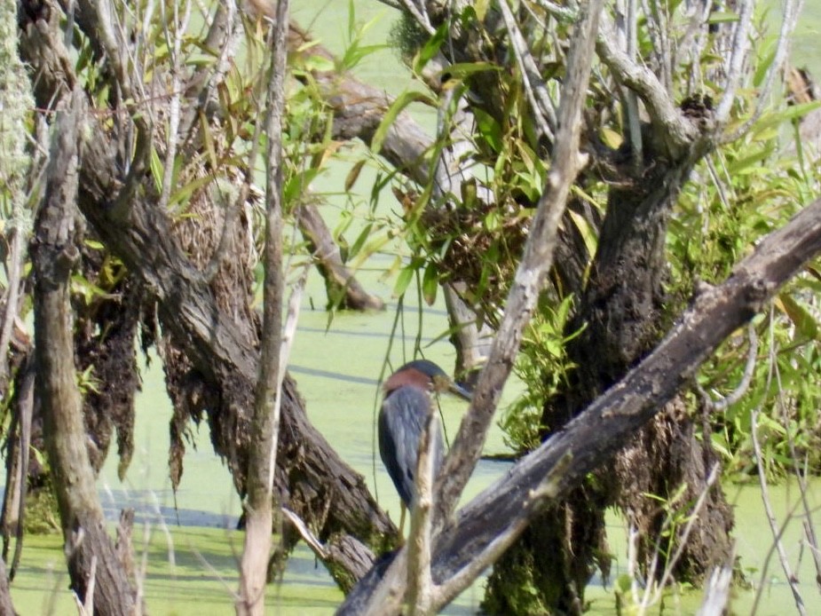 Green Heron - ML637594554