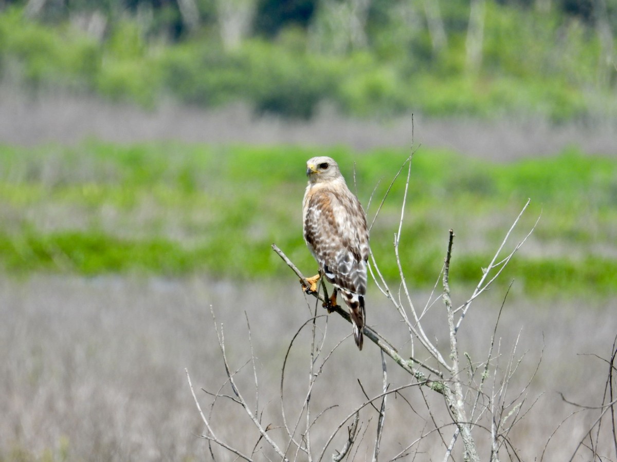 Red-shouldered Hawk - ML637594559