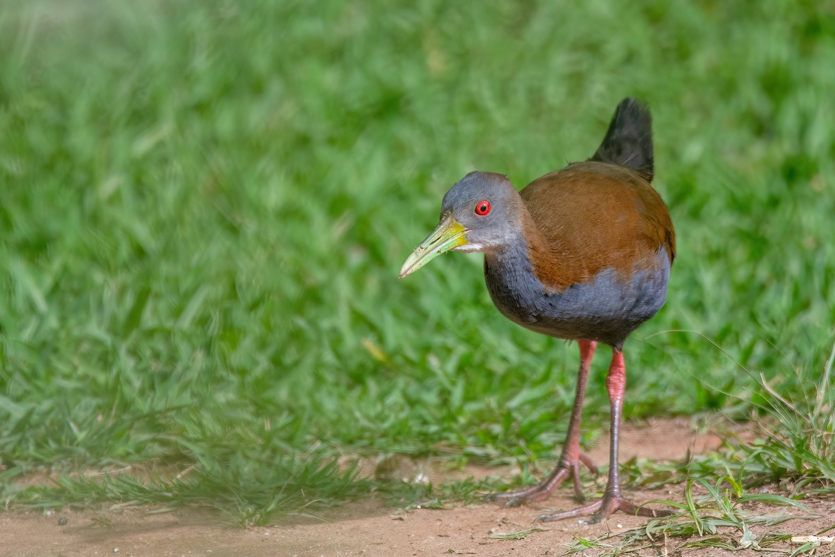 Slaty-breasted Wood-Rail - ML637594563