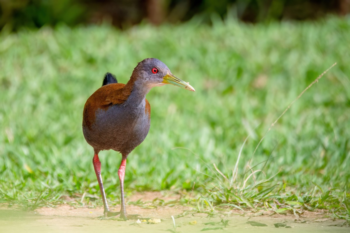 Slaty-breasted Wood-Rail - ML637594565