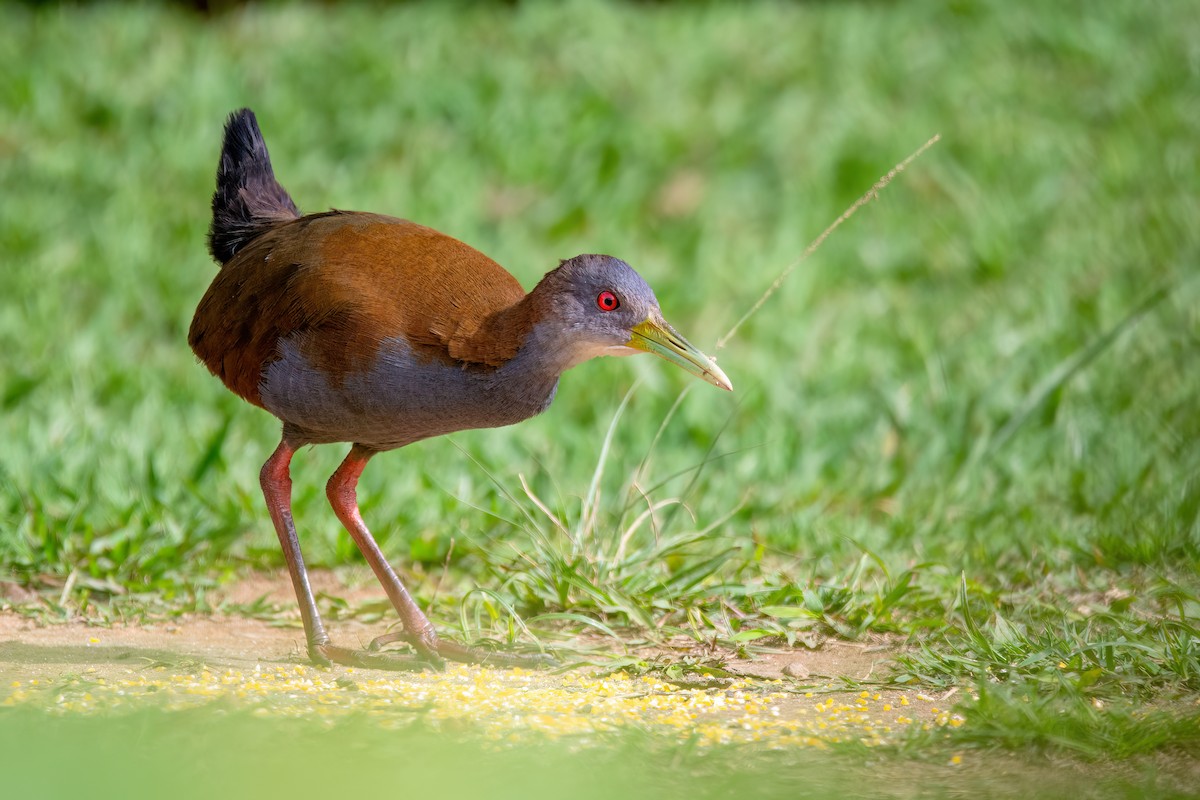 Slaty-breasted Wood-Rail - ML637594566