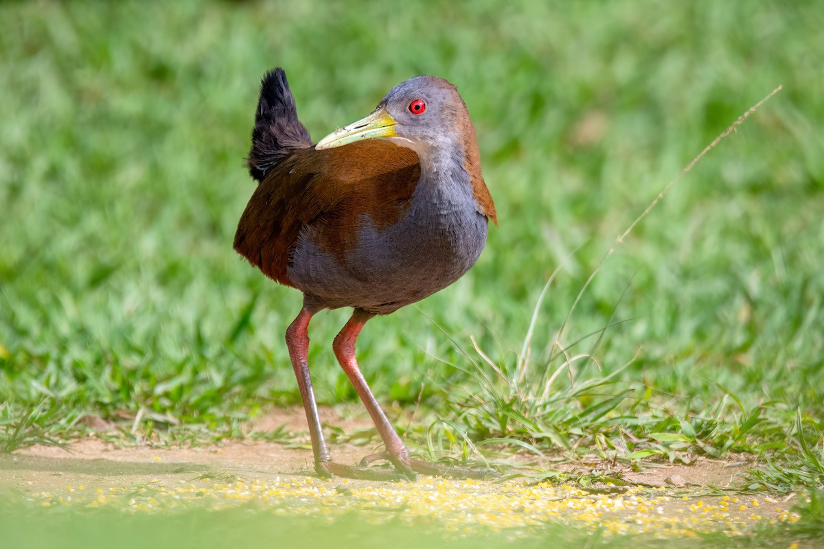 Slaty-breasted Wood-Rail - ML637594567