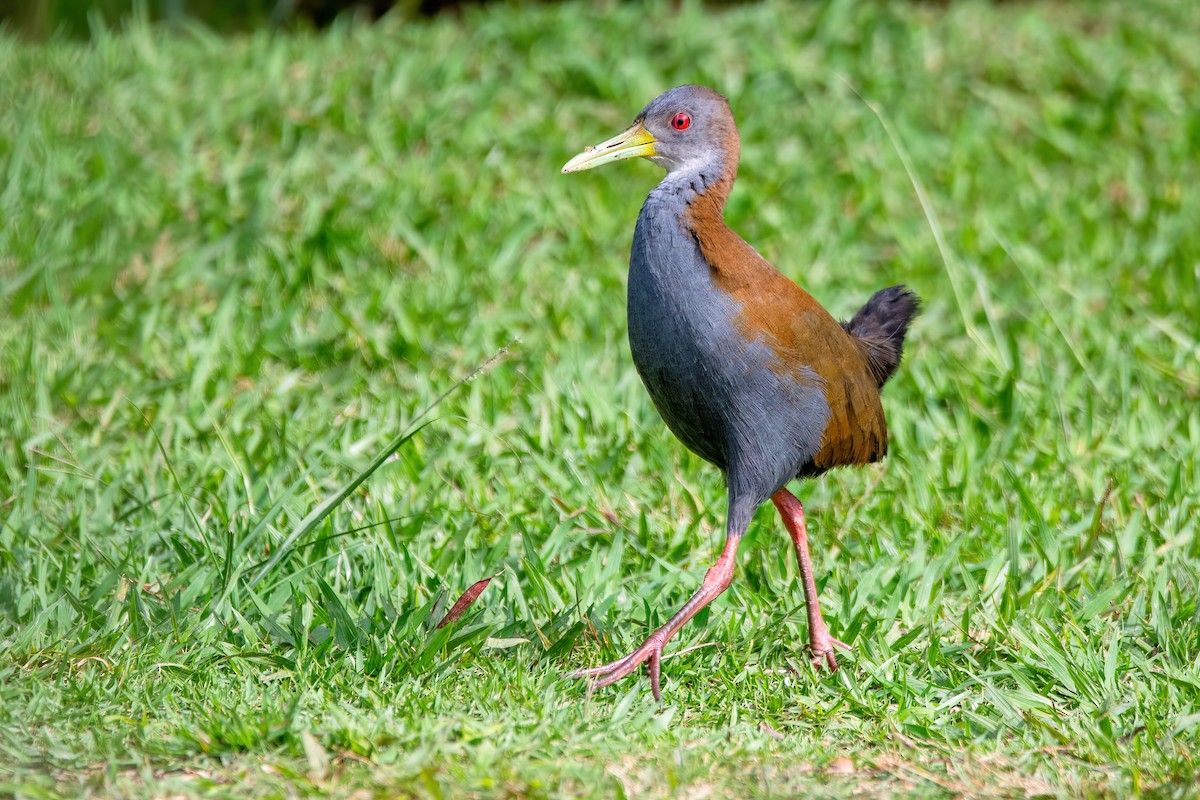 Slaty-breasted Wood-Rail - ML637594571