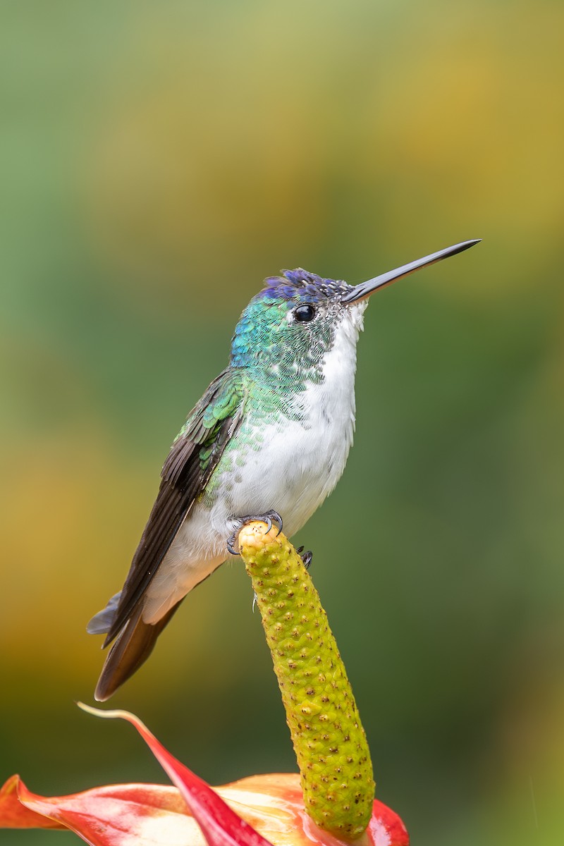 Andean Emerald - ML637594575