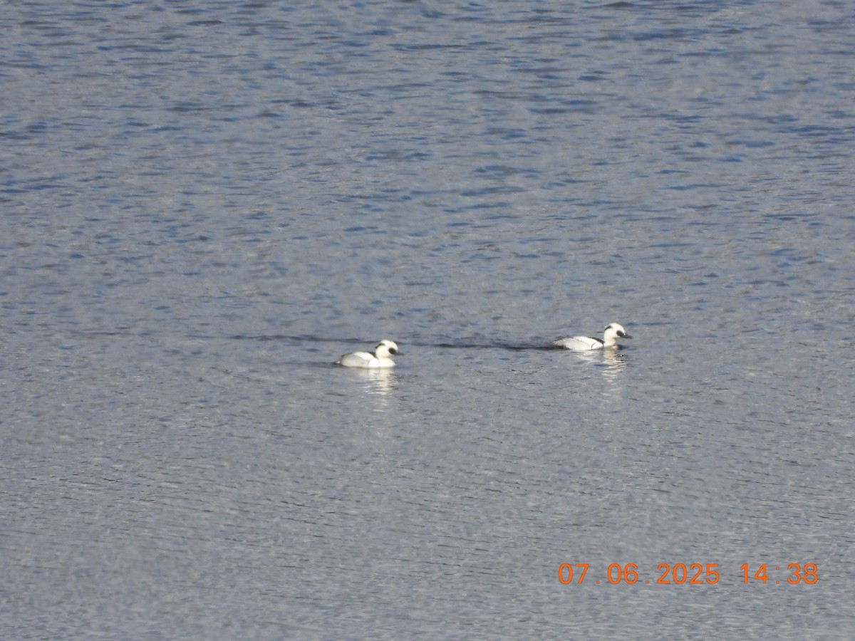 Smew - ML637594597