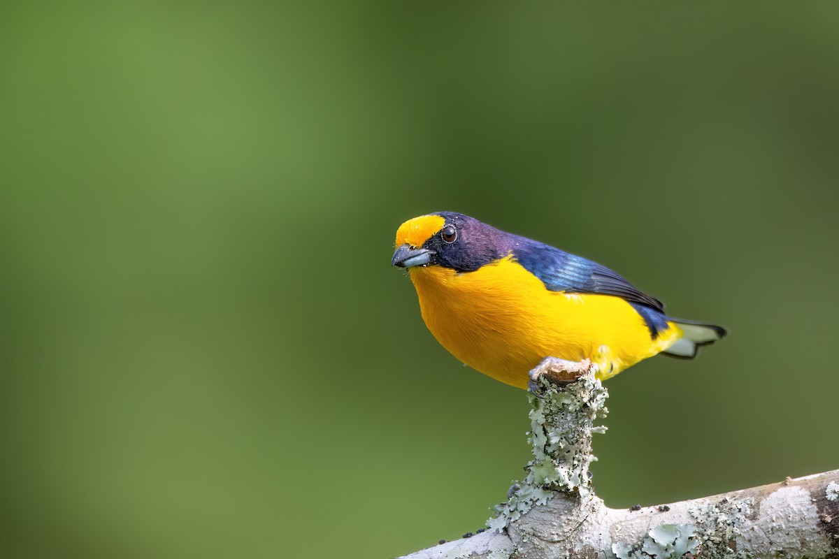 Violaceous Euphonia - ML637594599