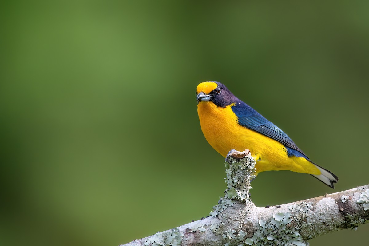 Violaceous Euphonia - ML637594600