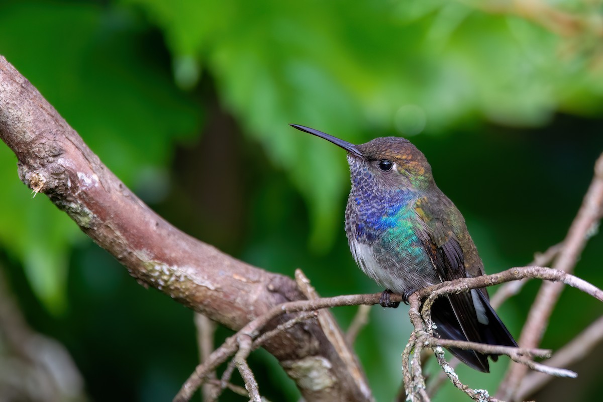 Sapphire-spangled Emerald - ML637594616