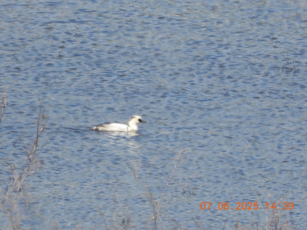 Smew - ML637594617