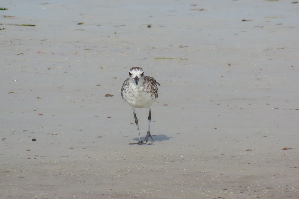 Black-bellied Plover - ML637594621