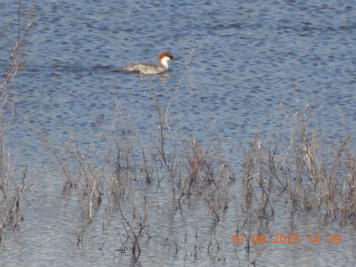 Smew - ML637594628