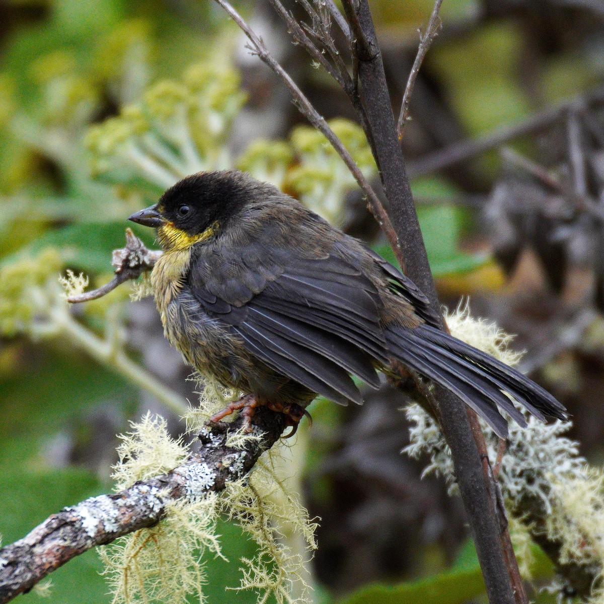 Yellow-breasted Brushfinch - ML637594632