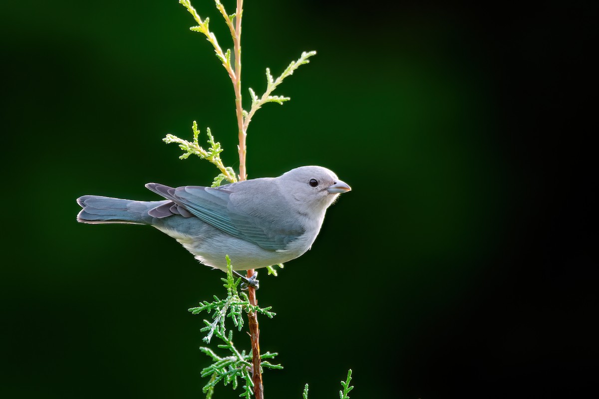 Sayaca Tanager - ML637594635