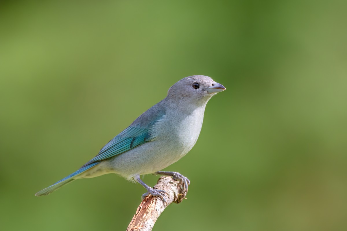 Sayaca Tanager - ML637594636