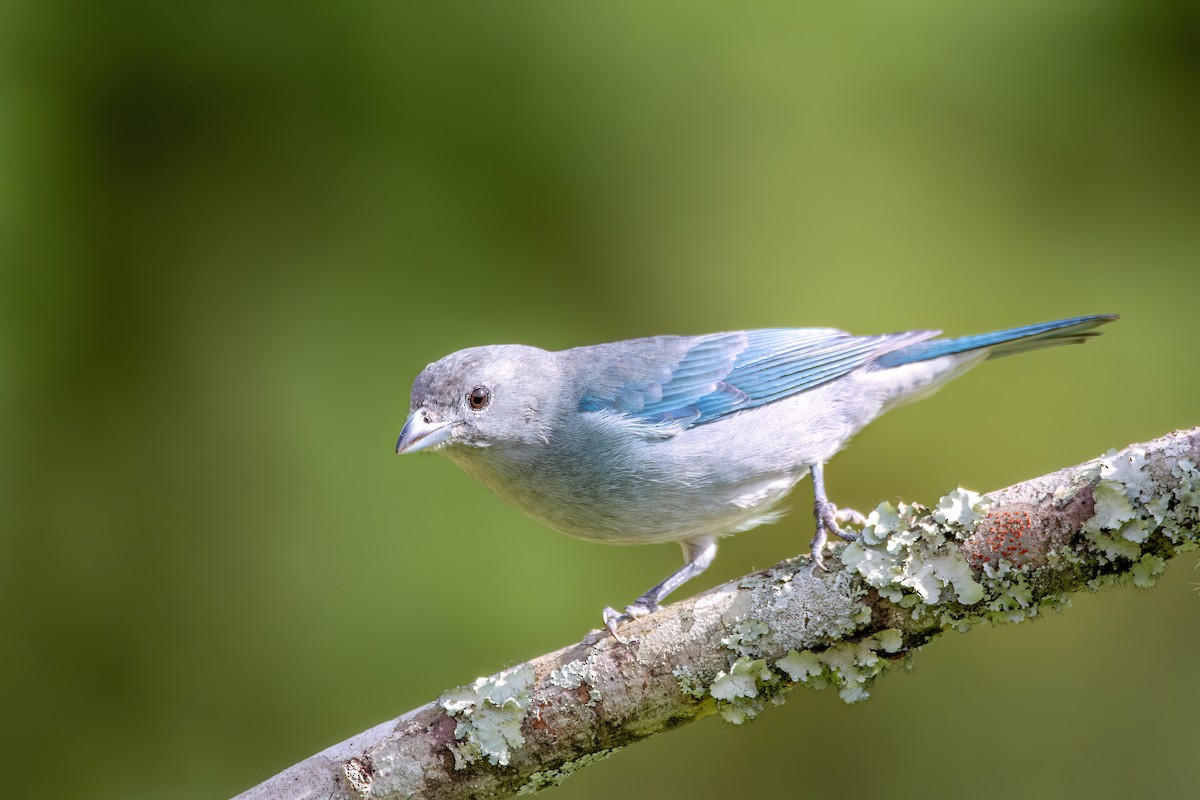 Sayaca Tanager - ML637594637