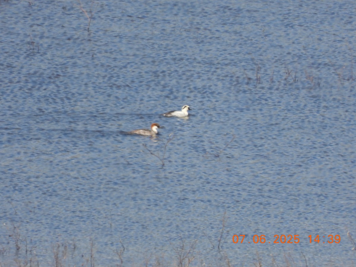 Smew - ML637594644