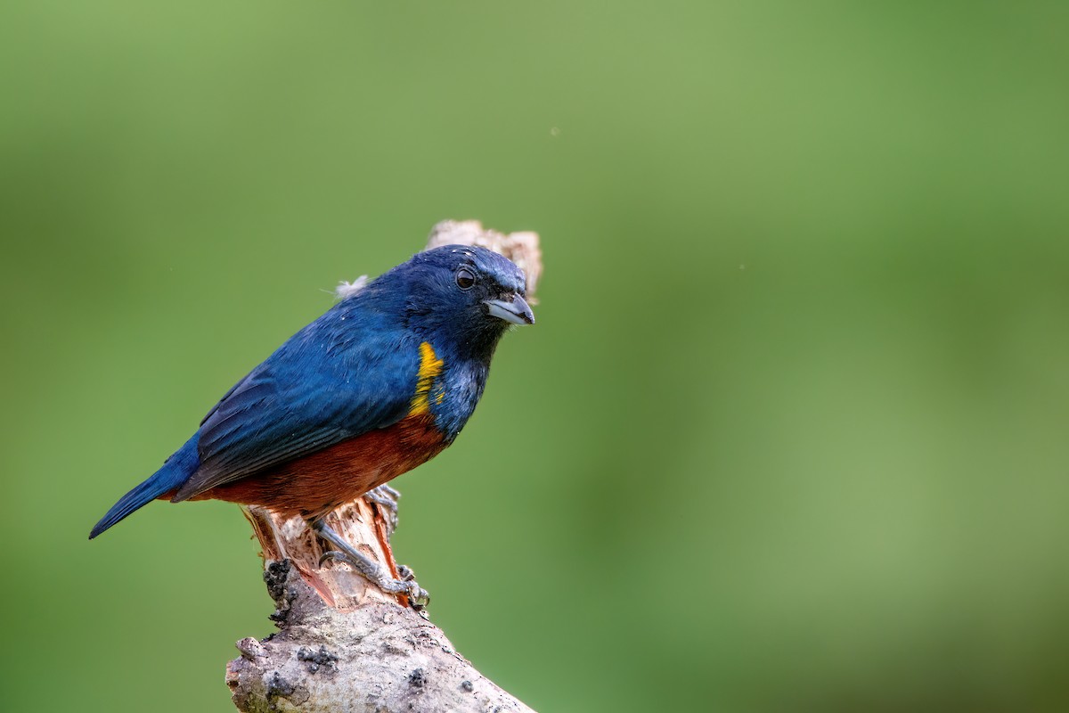Chestnut-bellied Euphonia - ML637594647