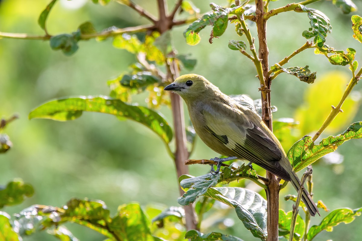 Palm Tanager - ML637594657