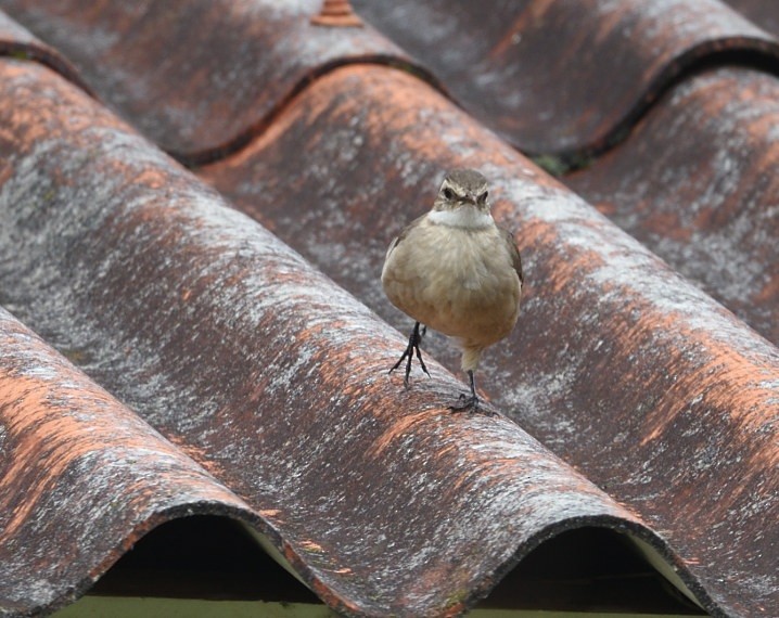 Long-tailed Cinclodes - ML637594665