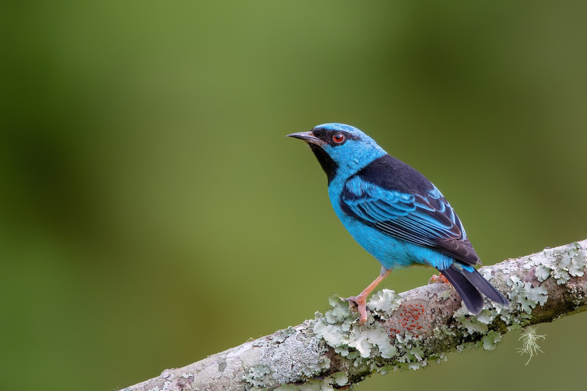 Blue Dacnis - ML637594666