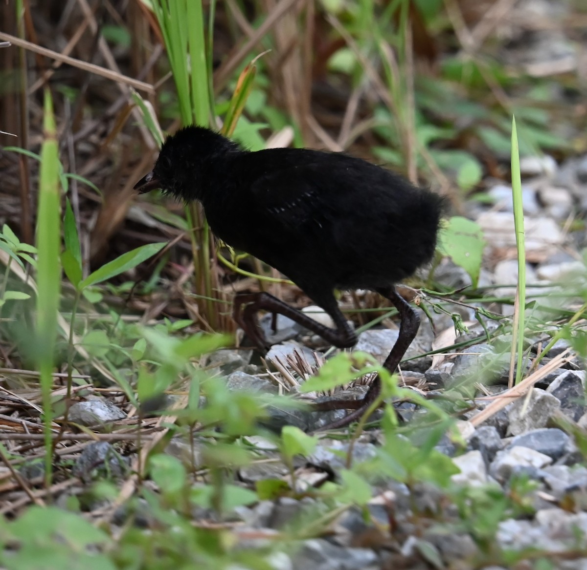 Ruddy-breasted Crake - ML637594677
