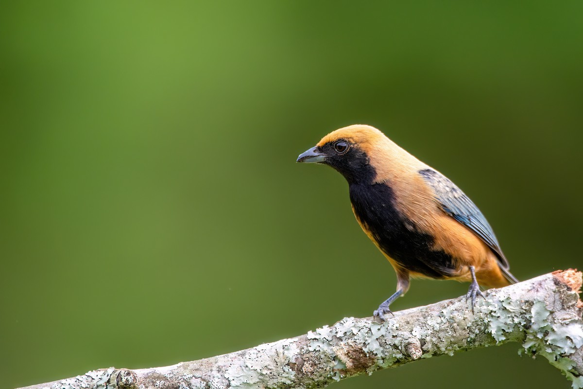 Burnished-buff Tanager - ML637594689