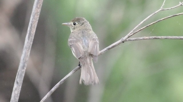 Western Flycatcher - ML637594700