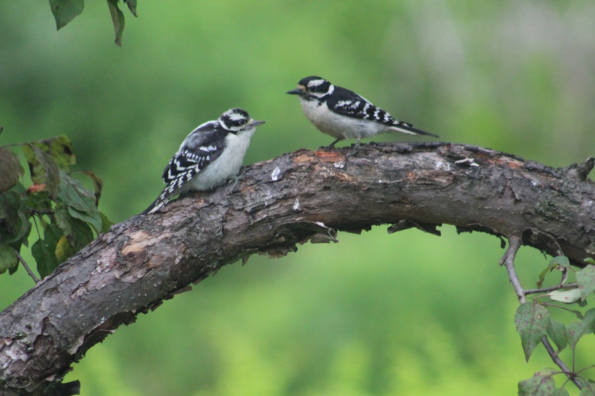Downy Woodpecker - ML637594701