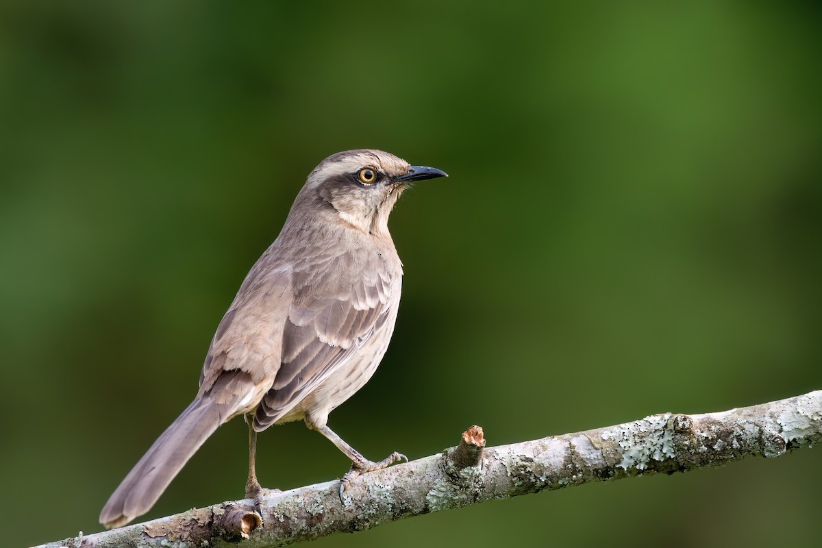 Chalk-browed Mockingbird - ML637594708