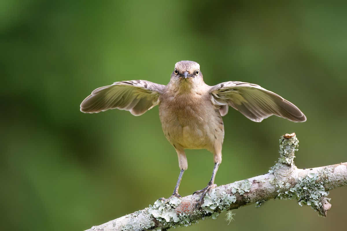 Chalk-browed Mockingbird - ML637594709