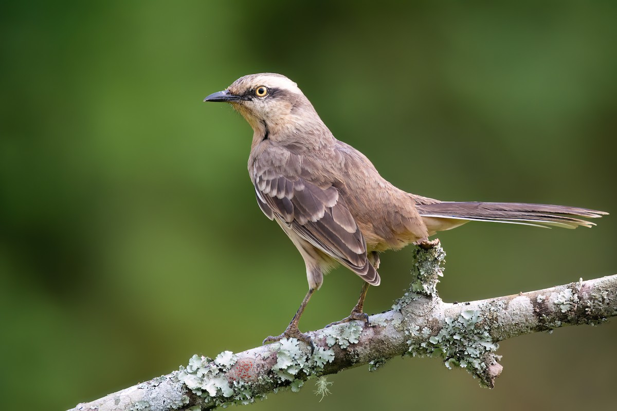 Chalk-browed Mockingbird - ML637594710