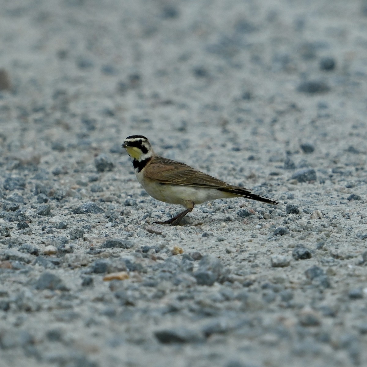 Horned Lark - ML637594722