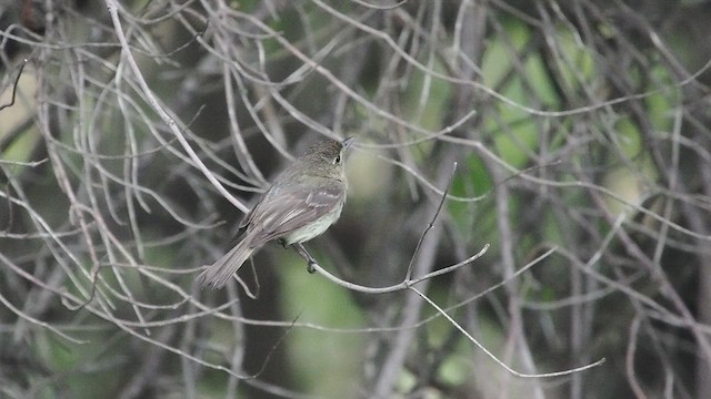 Western Flycatcher - ML637594725