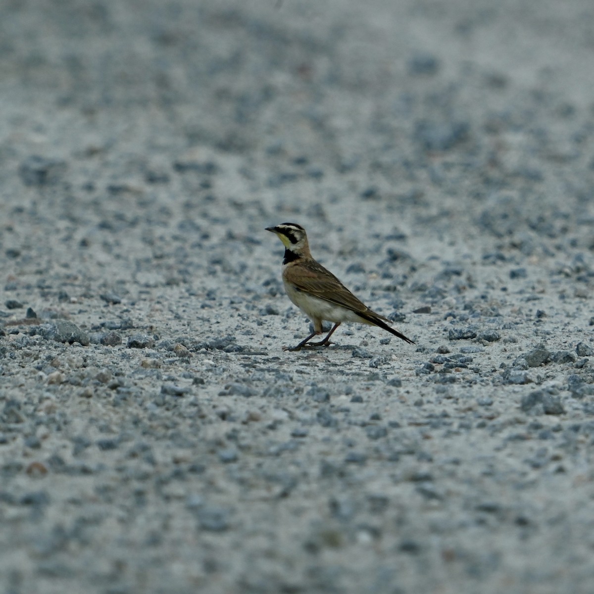 Horned Lark - ML637594733
