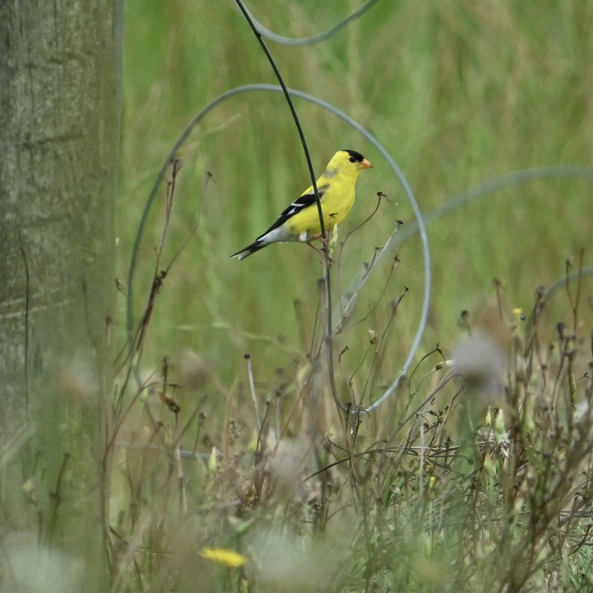 American Goldfinch - ML637594746