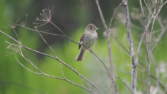 Western Flycatcher - ML637594748